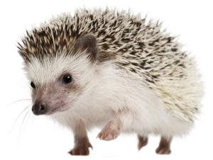 hedgehog-300x226