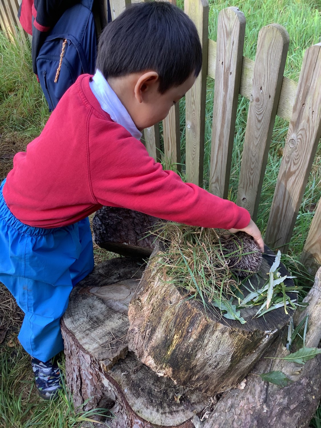 Hedgehogs & Rabbits Forest School