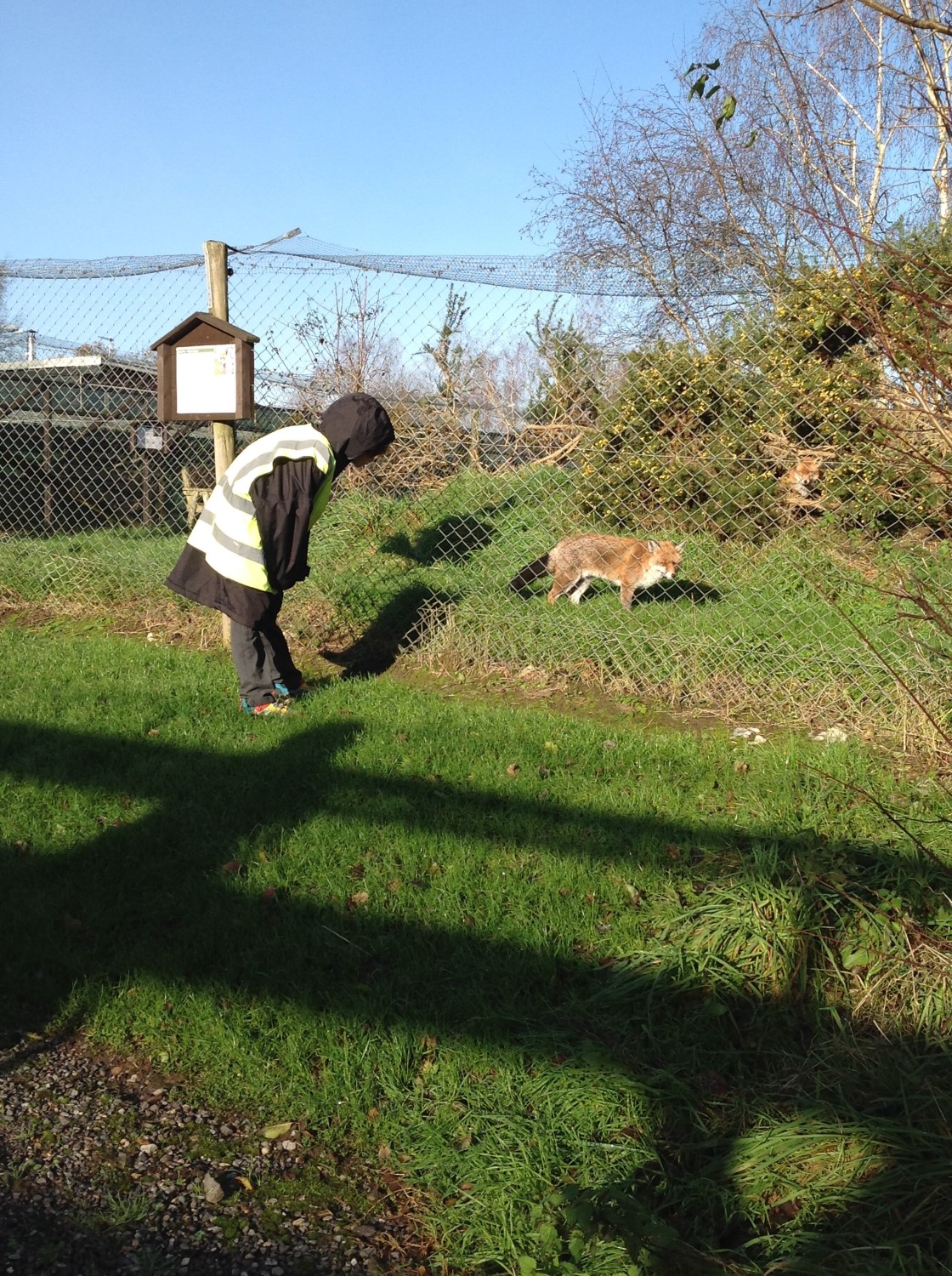 Owls Class British Wildlife Centre Visit